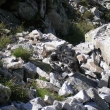 �eby nov� druh svi�t� v Lomnick�m sedle?